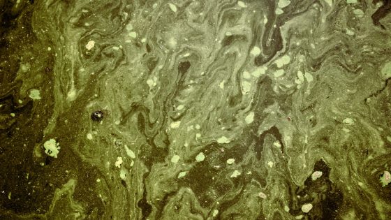 Cyanobakterier i vatten