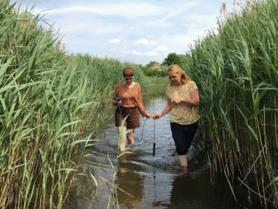 Två kvinnor vadar i ett vattendrag med ett mätinstrument mellan sig
