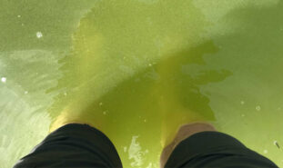 Ben och fötter som står i grönfärgat vatten